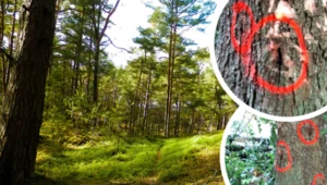 Znaleźli gwoździe wbite w drzewa. Leśnicy ujawnili „śmiertelną pułapkę”