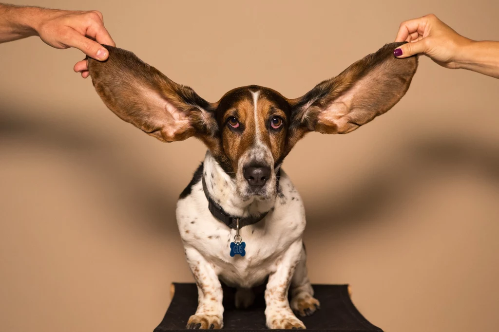 Zdaniem badaczy rozwikłaniem zagadki stałocieplności są uszy zwierząt