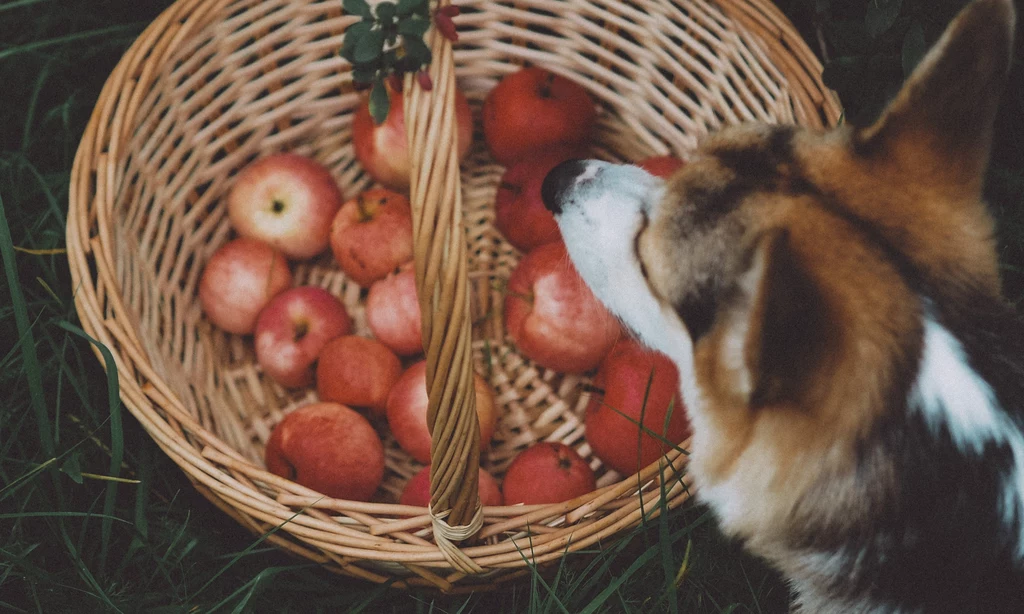 Jabłka jedzone okazjonalnie, nie należą do owoców, które mogą zabić psa. Są dozwolone, jednak w nadmiarze mogą szkodzić z uwagi na cyjanek w pestkach