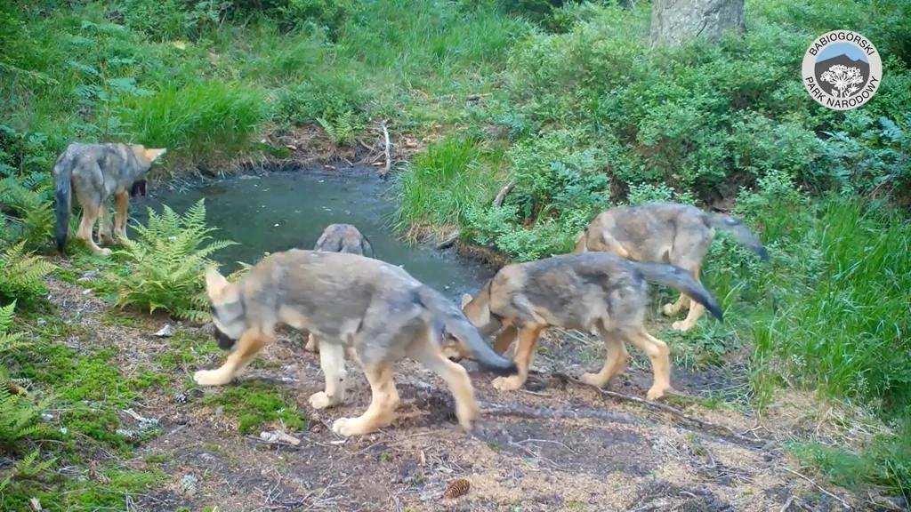 W Babiogórskim Parku Narodowym zaobserwowano młode wilki. Wideo szybko stało się hitem internetu