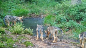 Młode wilki w polskim lesie. Wideo podbija internet