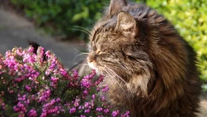 Czy wrzos jest trujący dla kota? Te rośliny ogrodowe mogą zabić mruczka