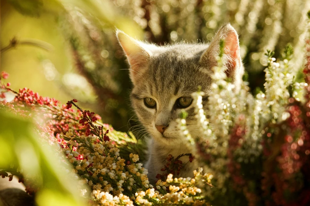 Jeśli kot zachowuje się nietypowo, to może być znak zatrucia pokarmowego wywołanego spożyciem trującej rośliny 