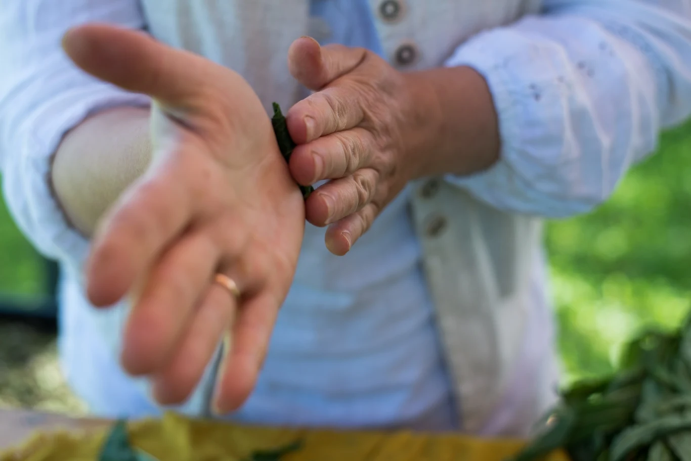 Zioła mają bardzo szerokie zastosowanie