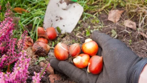 Tulipany odwdzięczą się dywanami pięknych kwiatów! Zasada jest prosta