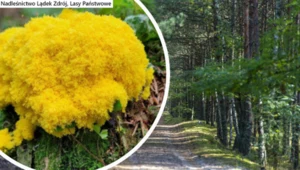 Jak się okazuje, ten gatunek śluzowca ma pewną specyficzną cechę