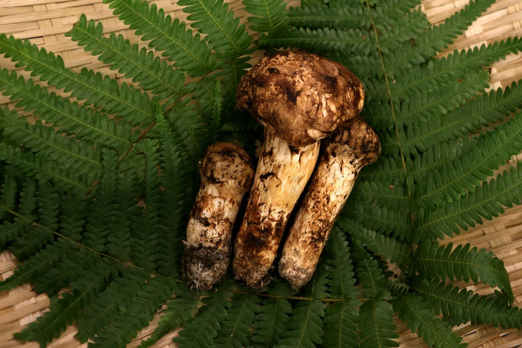 Grzyb Matsutake pochodzi z Japonii