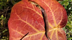 Zagadkowa śmierć najrzadszego węża na świecie