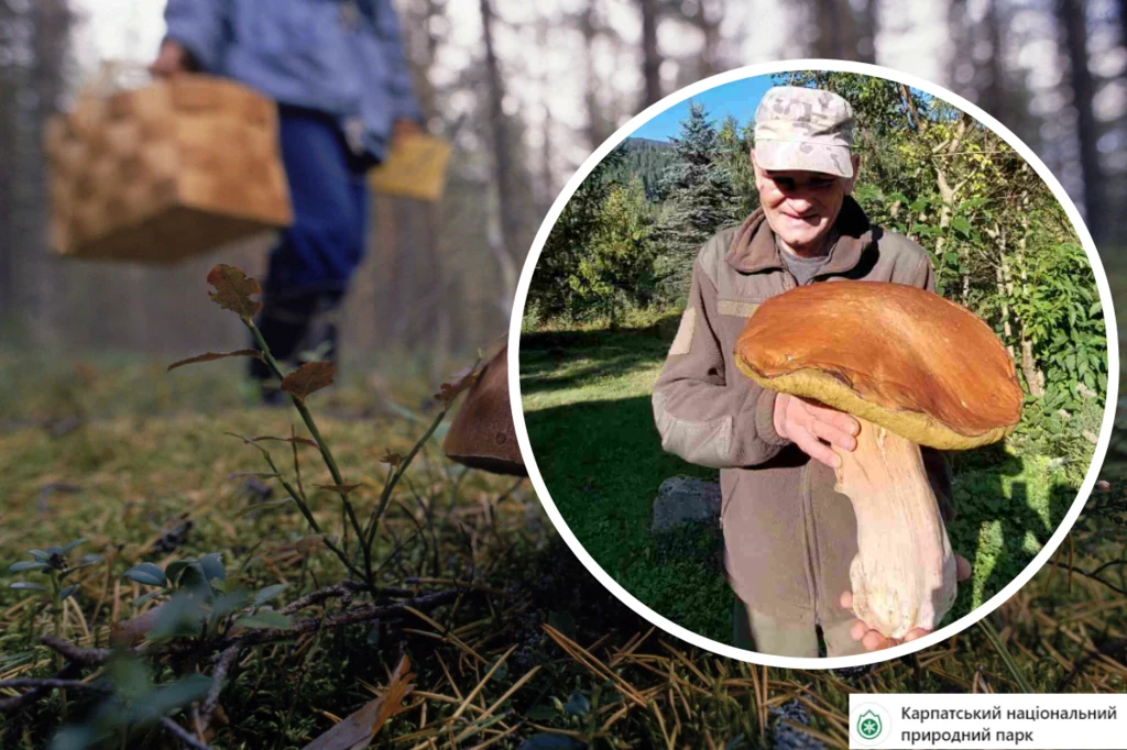 W ukraińskim lesie znaleziono grzyba giganta! Ten rekord ciężko będzie pobić