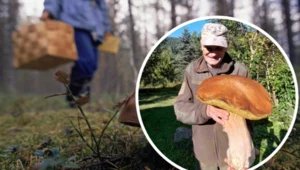 W ukraińskim lesie znaleziono grzyba giganta! Ten rekord ciężko będzie pobić