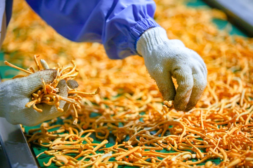 Hodowla gatunku Cordyceps militaris 