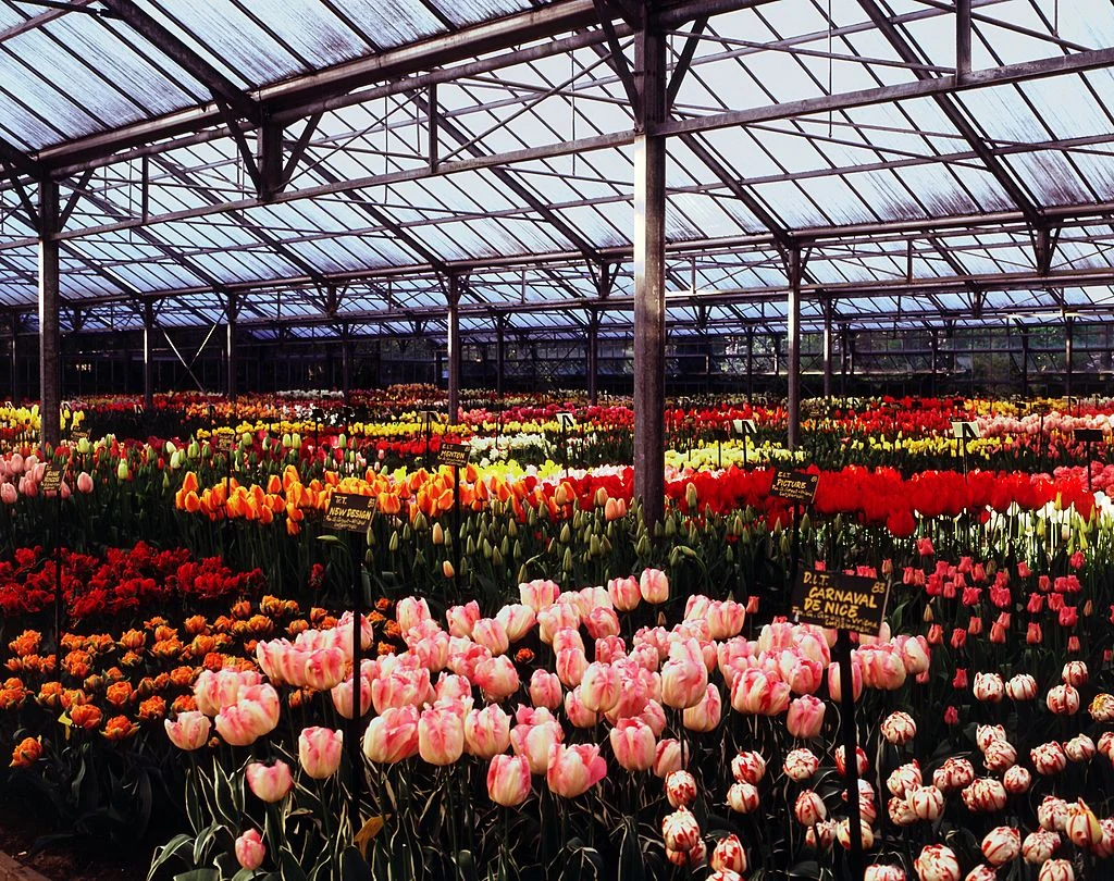 Dzięki szklarniom Holandia jest drugim co do wielkości eksporterem produktów rolnych na świecie zaraz po Stanach Zjednoczonych