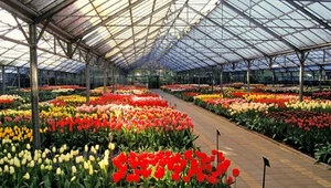 Gdzie się podziały holenderskie tulipany?