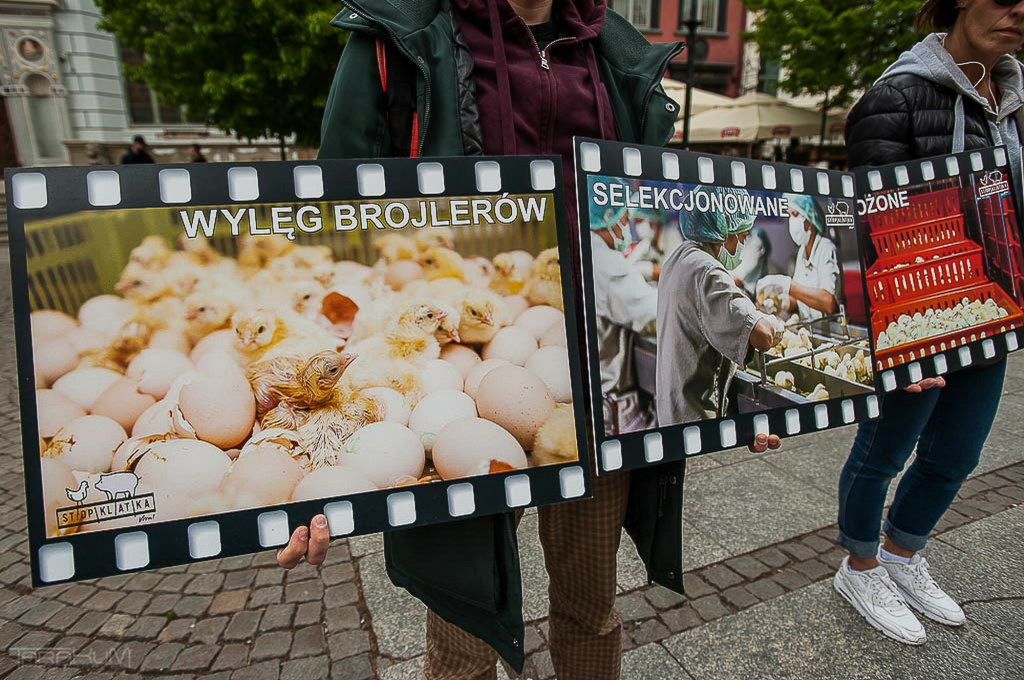 Stłoczone brojlery w wielu przypadkach nigdy nie zobaczą światła dziennego