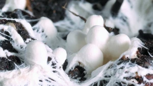 Czy grzyby mogą być materiałem budowlanym? Jak najbardziej