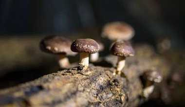 Grzyby shiitake możn