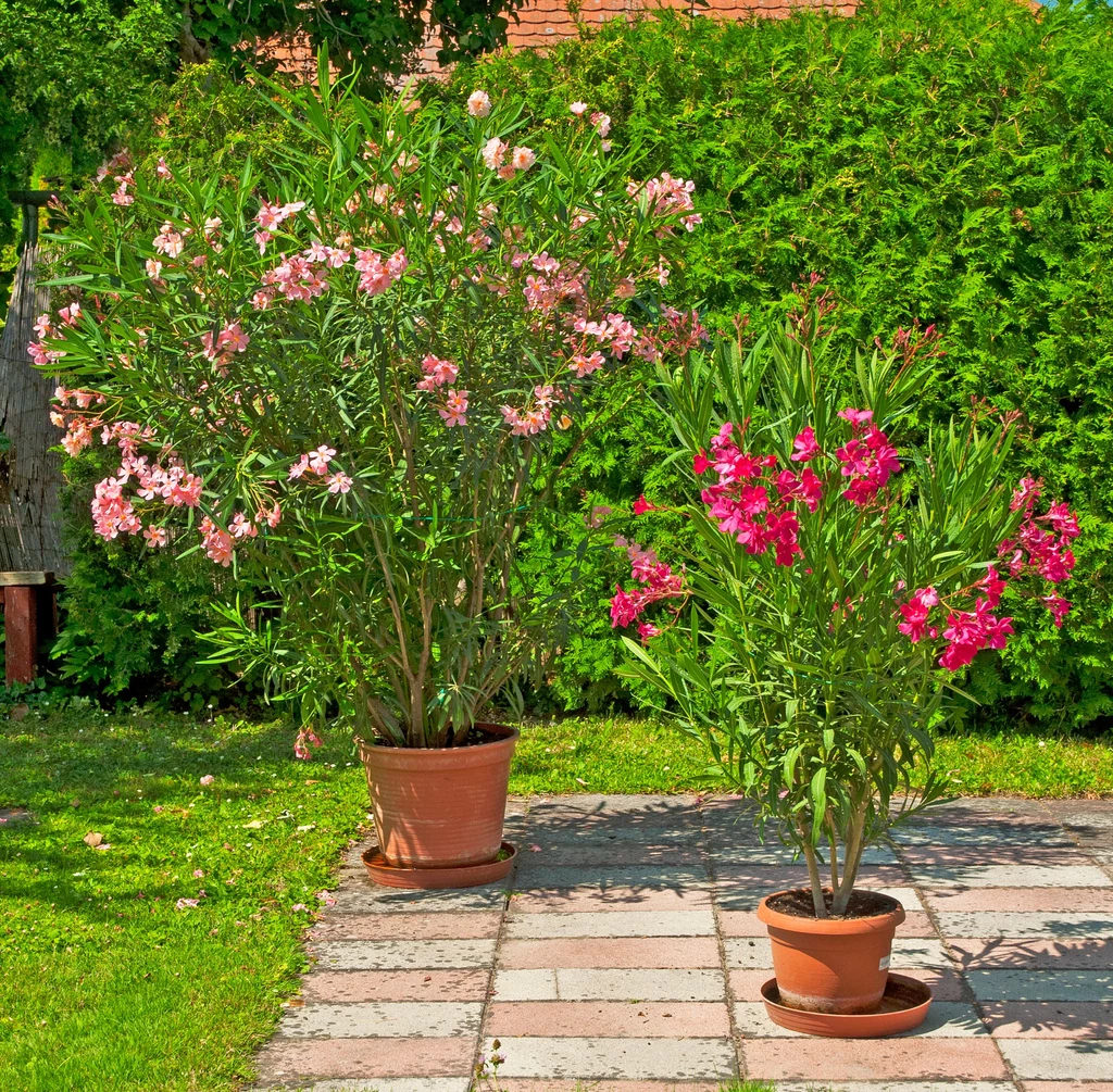 Oleander musi mieć specjalne warunki do uprawy.