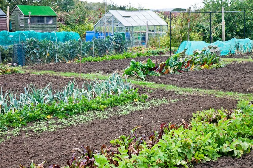 Ogródki działkowe ulubionym miejscem Polaków