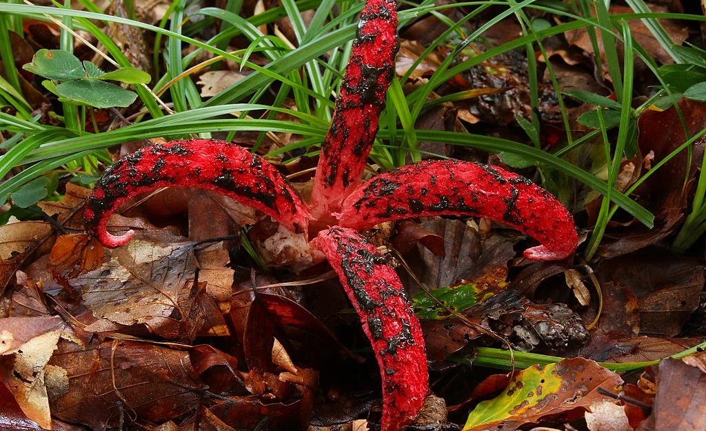 Okratek australijski nazywany "palcami diabła"