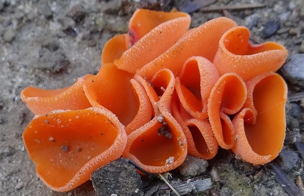 Dzieżka pomarańczowa niczym skórka pomarańczy