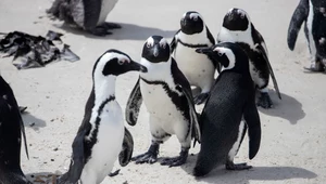 Pingwiny nie lubią obcych akcentów. Nielotne ptaki starają się brzmieć tak, jak ich koledzy