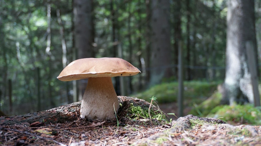 W polskich lasach znajdziemy mnóstwo grzybów. Trzeba nauczyć się odróżniać grzyby trujące od jadalnych