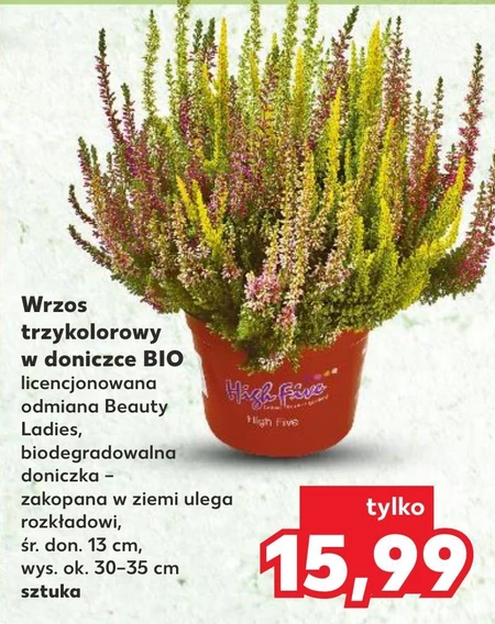 Wrzos Kaufland