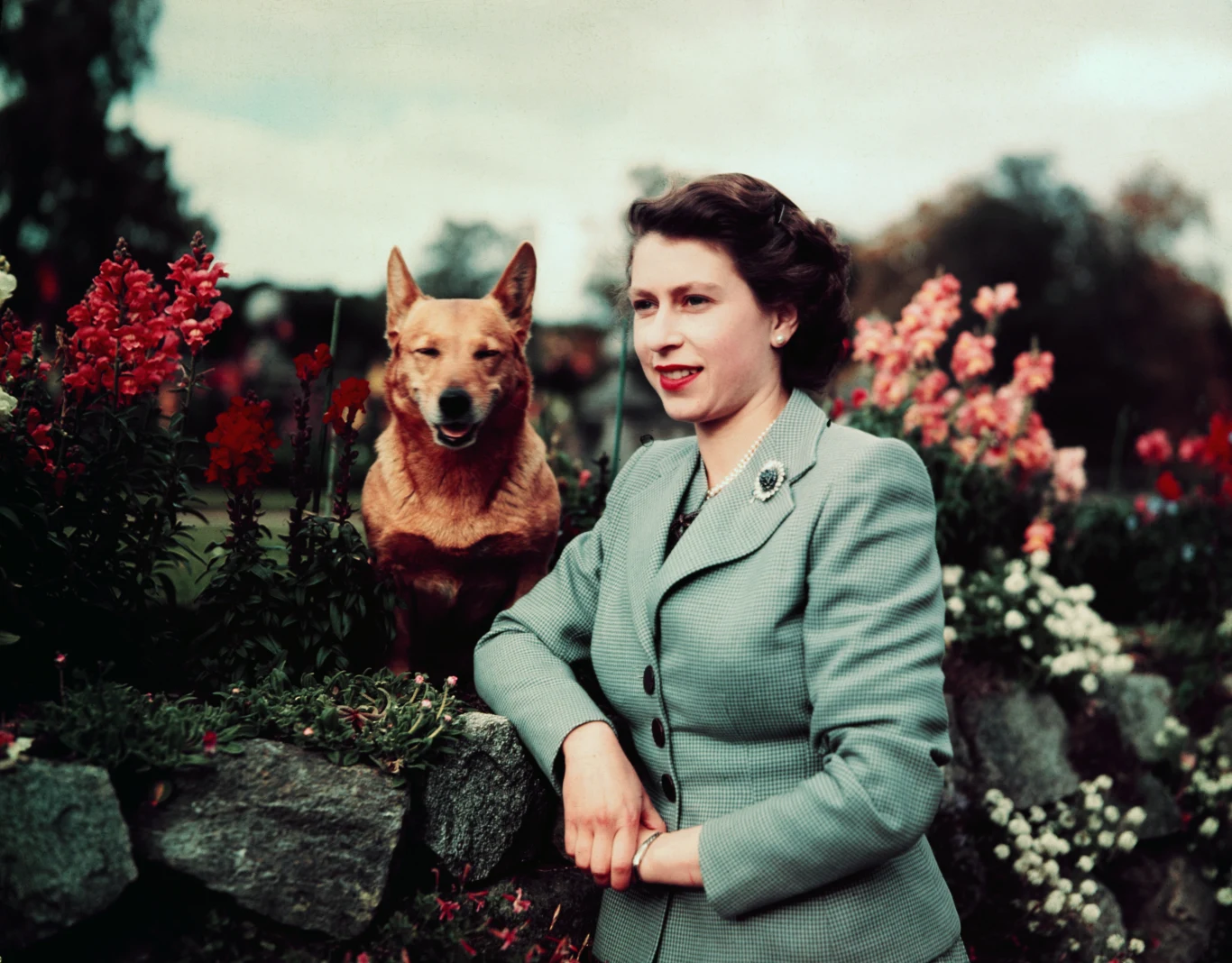 Królowa Anglii Elżbieta II na zamku Balmoral z jednym ze swoich Corgi, 28 września 1952 roku. Królowa Anglii Elżbieta II na zamku Balmoral z jednym ze swoich Corgi, 28 września 1952 roku.