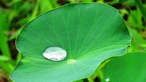 Mikroplastik odkryty w wodzie uwięzionej na liściach