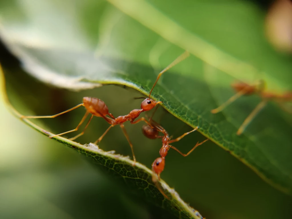 Inteligencja mrówek od lat fascynuje naukowców. Dzięki innowacyjnemu robotowi udało się przeanalizować to, w jaki sposób owady uczą siebie nawzajem