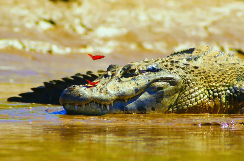 Krokodyle różańcowe były w Australii na skraju wyginięcia. Pomogła im jednak inwazja świń, dzięki której gady zmieniły swoją dietę i odnowiły populację