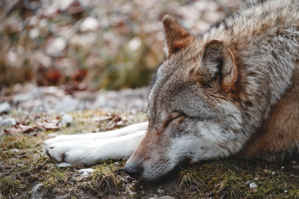 Węgierscy naukowcy zbadali sen wilków. Czy śnią podobnie jak domowe psy?