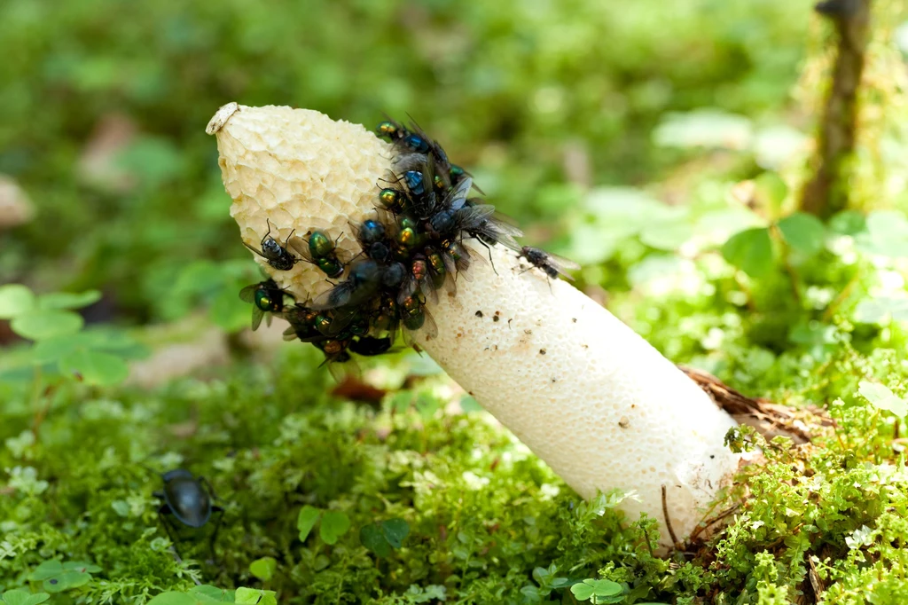 Smardz cuchnący: Zapach padliny wabi muchy, które zjadają śluz i rozsiewają zarodniki grzyba, jednocześnie usuwając jego przykry zapach i pozostawiając puste komory w kapeluszu