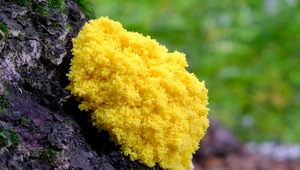 Żółty, dziwny twór w polskim lesie. Nie jest ani rośliną, ani grzybem