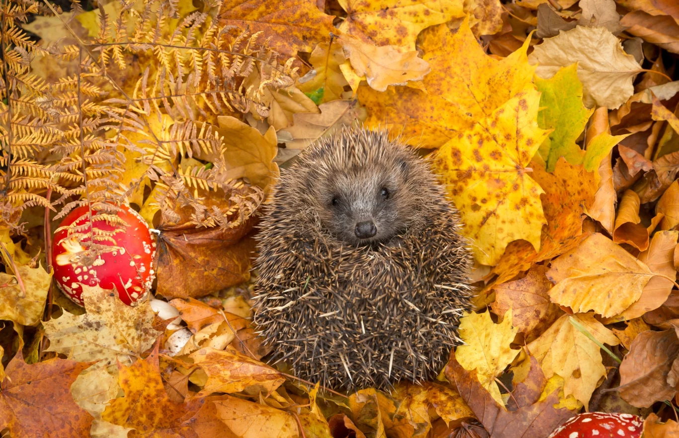 Jeże szukają pożywienia w liściach oraz budują z nich gniazda