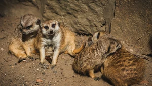 Dlaczego właściciel zoo chce zabić zdrowe zwierzęta?