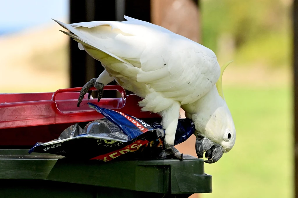 Australijczycy skarżą się na papugi kakadu. Ptaki są tak inteligentne, że same otwierają śmietniki, żeby wyjadać z nich resztki jedzenia