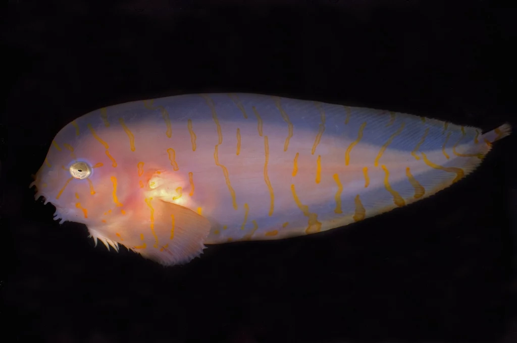 Dennikowate (Liparidae) to rodzina morskich ryb skorpenokształtnych