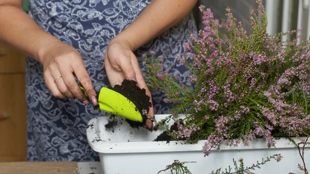 Jak dbać o wrzosy w doniczkach? Zrób to od razu po powrocie ze sklepu, by rośliny nie zmarniały.