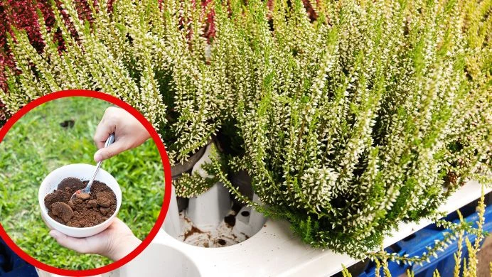 Nawóz z kawy świetnie odżywi wrzosy. Jego przygotowanie jest bardzo proste