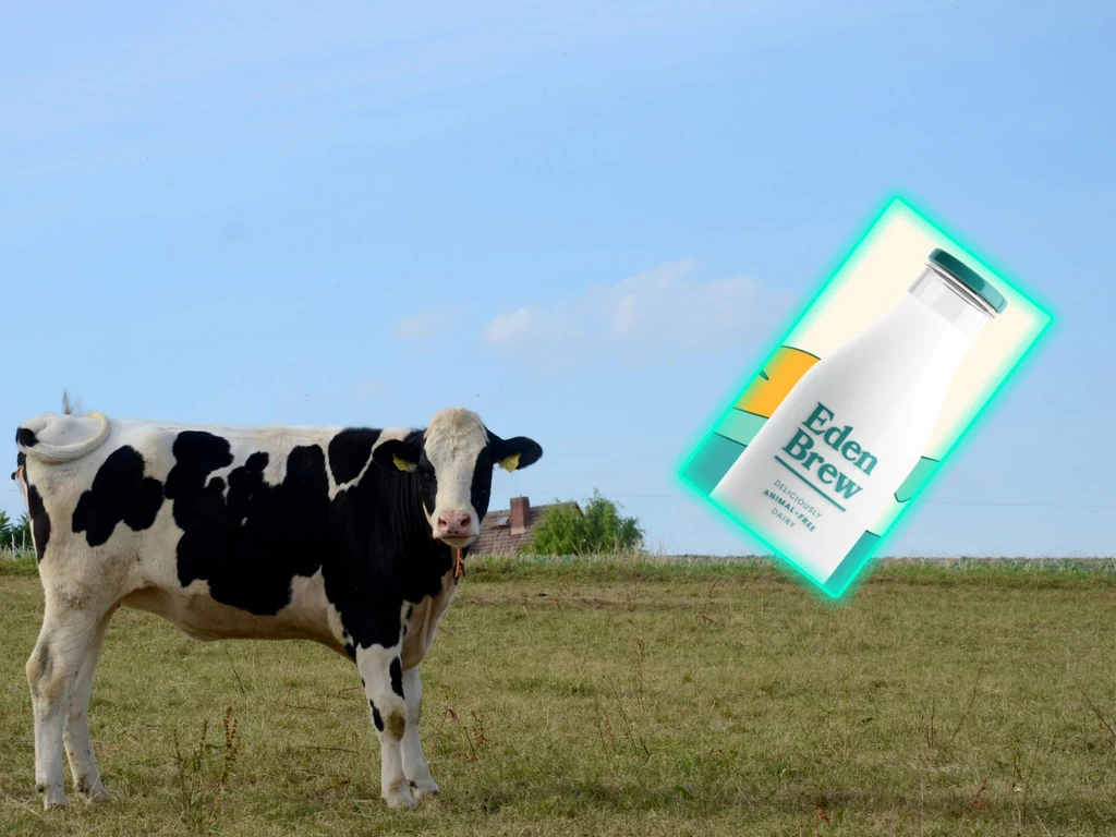 Mleko z laboratorium wygryzie mleko krowie?