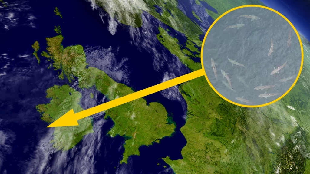 U wybrzeży Irlandii odnotowywano tajemnicze i dziwne zachowanie rekinów olbrzymich
