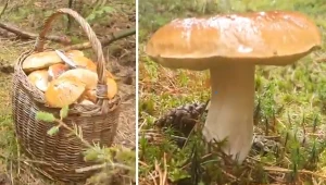 Takie grzyby rosną na terenach, którymi opiekują się kędzierzyńscy leśnicy