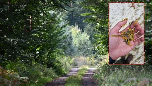 W lasach zapanowała plaga borecznika sosnowca 