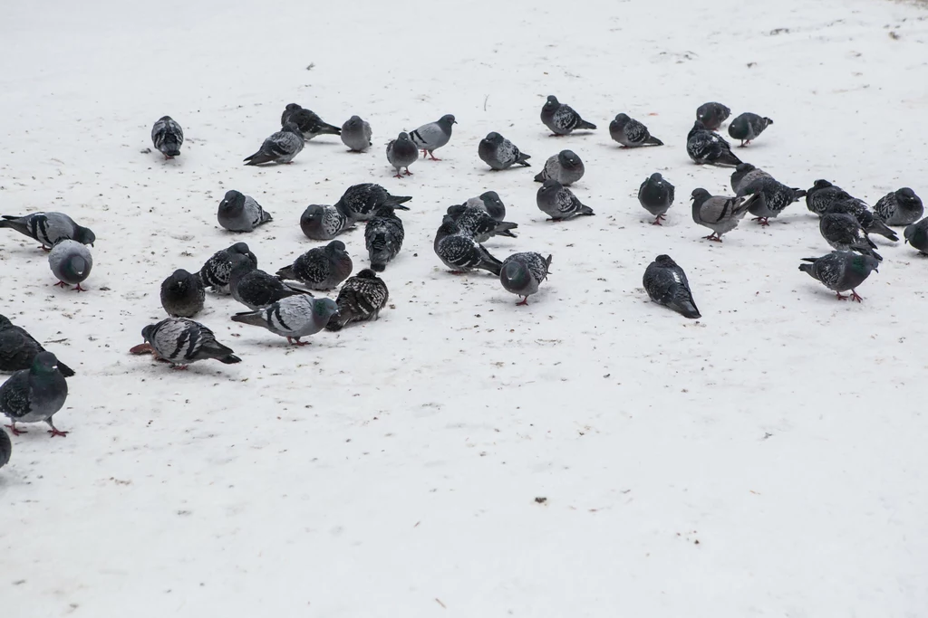 Nawet zimą gołębie w miastach mają stały dostęp do pożywienia