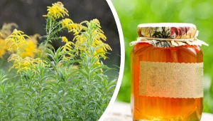 Łagodzi objawy kamicy nerkowej i wspomaga wątrobę. Ten miód to rarytas