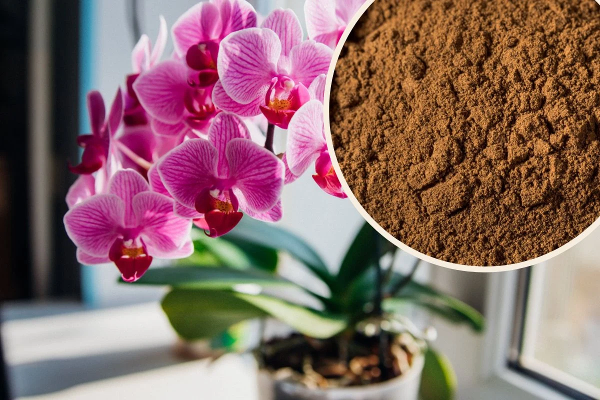 Eksperci radzą, aby miejsca, w których ucinamy pędy storczyka obsypać cynamonem Eksperci radzą, aby miejsca, w których ucinamy pędy storczyka obsypać cynamonem