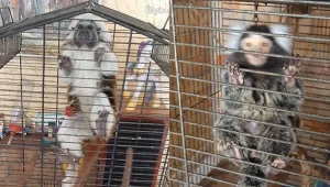 Klatki, w których były trzymane zwierzęta, nie zapewniały ich fizjologicznych potrzeb