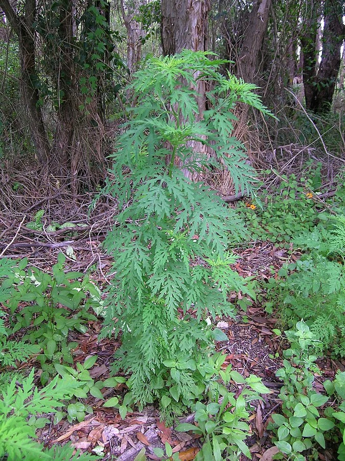 Ambrosia artemisiifolia osiąga wysokość do 150 cm. 