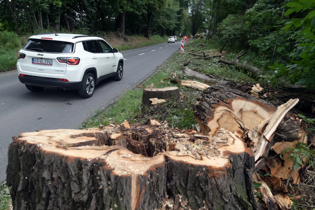 W ramach budowy ścieżki pieszo-rowerowej tuż za Krakowem zaplanowano wycinkę 300 drzew